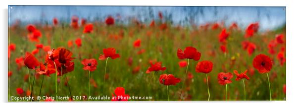 Field of Poppies Panorama.  Acrylic by Chris North