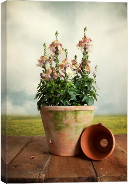 Snap Dragon Plant On Garden Table With Ladybirds Canvas Print by Lynne Davies