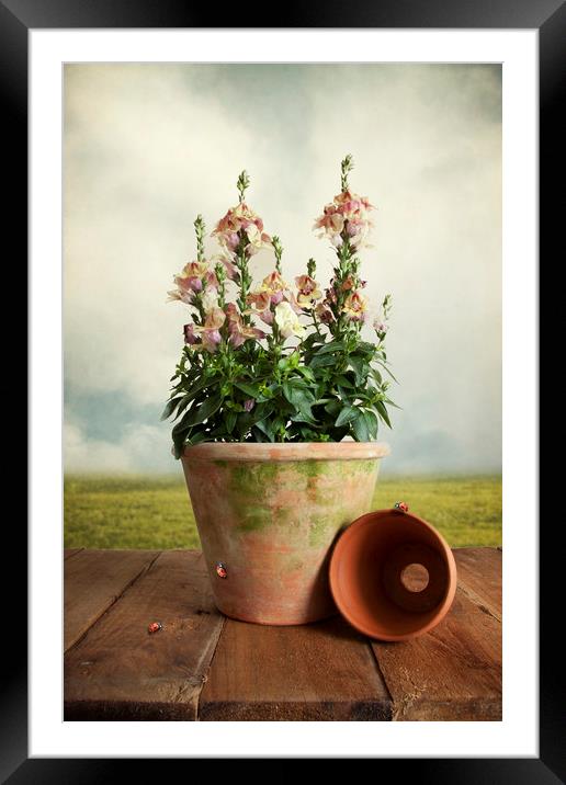 Snap Dragon Plant On Garden Table With Ladybirds Framed Mounted Print by Lynne Davies