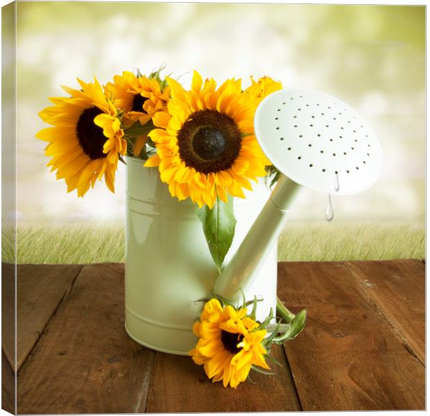 Yellow Sunflowers In A WGreen Watering Can Canvas Print by Lynne Davies