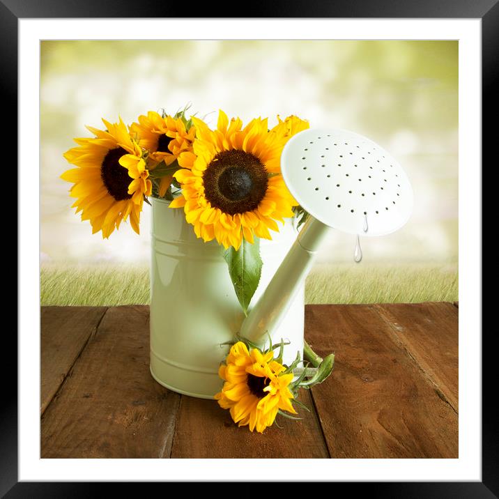 Yellow Sunflowers In A WGreen Watering Can Framed Mounted Print by Lynne Davies