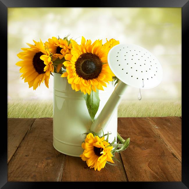 Yellow Sunflowers In A WGreen Watering Can Framed Print by Lynne Davies