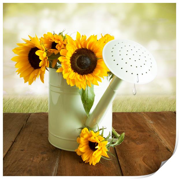 Yellow Sunflowers In A WGreen Watering Can Print by Lynne Davies