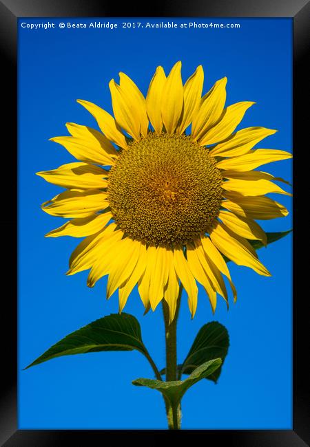 Yellow on blue Framed Print by Beata Aldridge