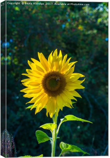 Sunflower and bee  Canvas Print by Beata Aldridge