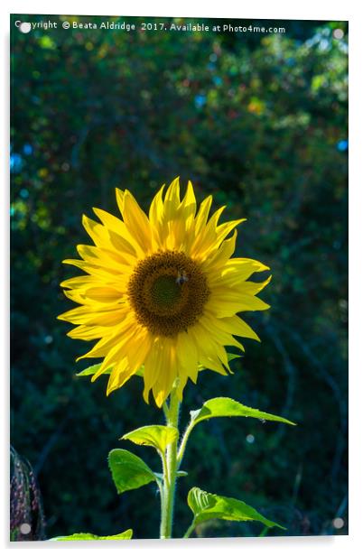 Sunflower and bee  Acrylic by Beata Aldridge