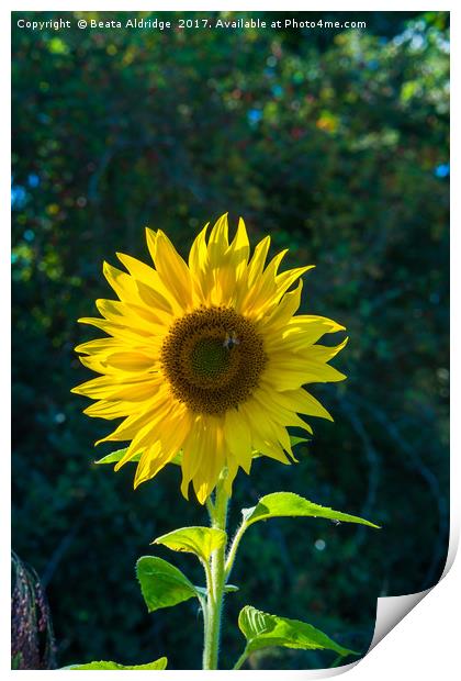 Sunflower and bee  Print by Beata Aldridge