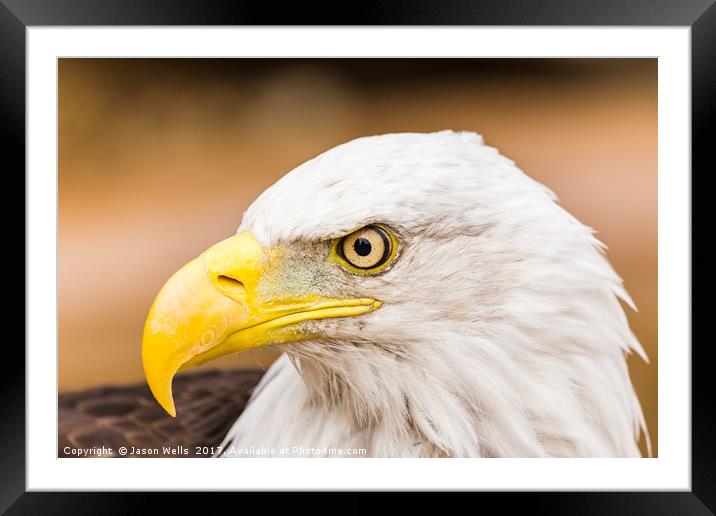 Bald Eagle glances to one side Framed Mounted Print by Jason Wells