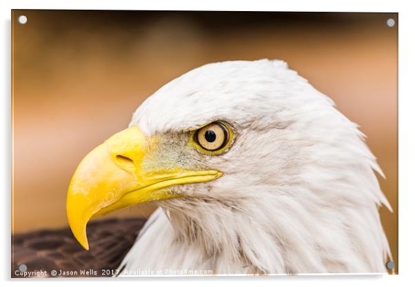Bald Eagle glances to one side Acrylic by Jason Wells