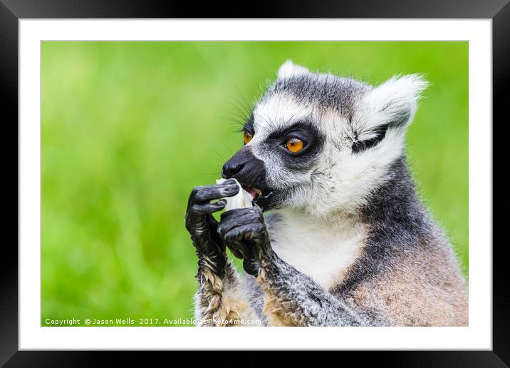 Ring-tailed lemur eating Framed Mounted Print by Jason Wells