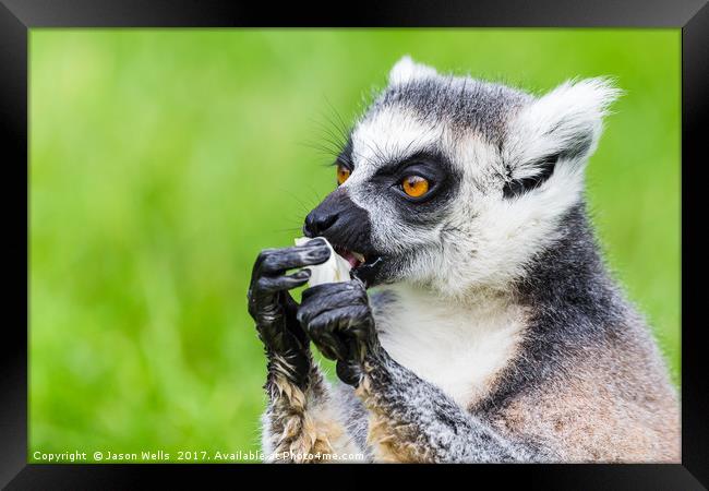 Ring-tailed lemur eating Framed Print by Jason Wells