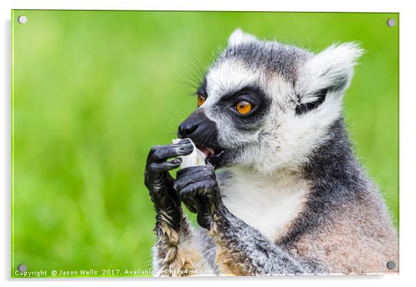 Ring-tailed lemur eating Acrylic by Jason Wells