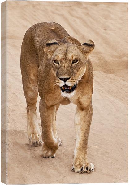 Lioness Canvas Print by Malcolm Smith