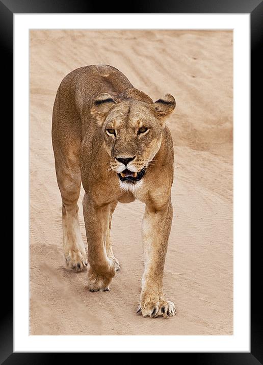 Lioness Framed Mounted Print by Malcolm Smith