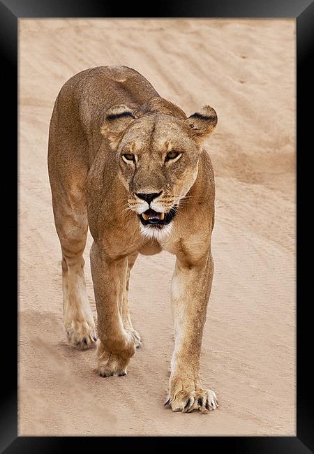 Lioness Framed Print by Malcolm Smith