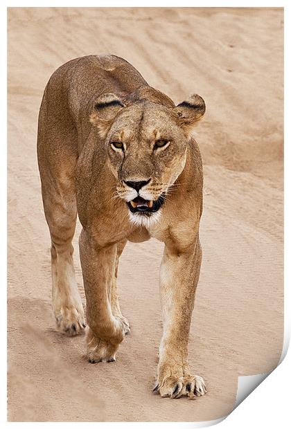 Lioness Print by Malcolm Smith