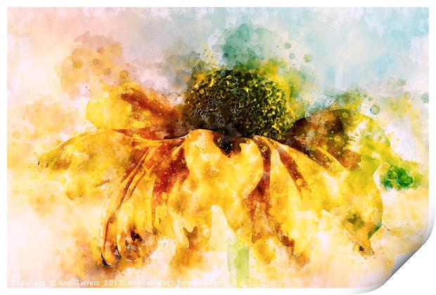 Water Colour Rudbeckia Print by Ann Garrett