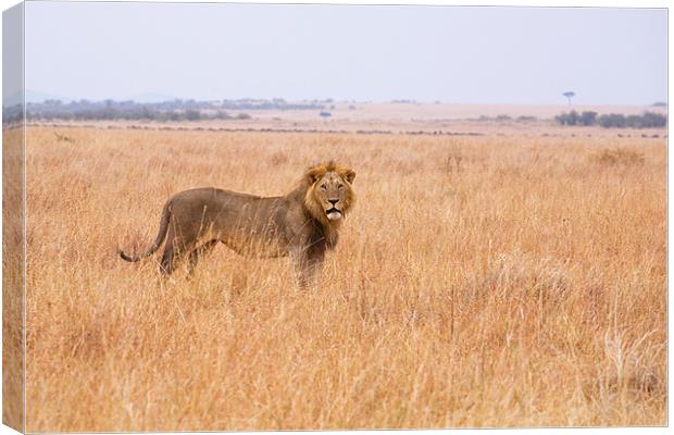 Masai Lion Canvas Print by Malcolm Smith