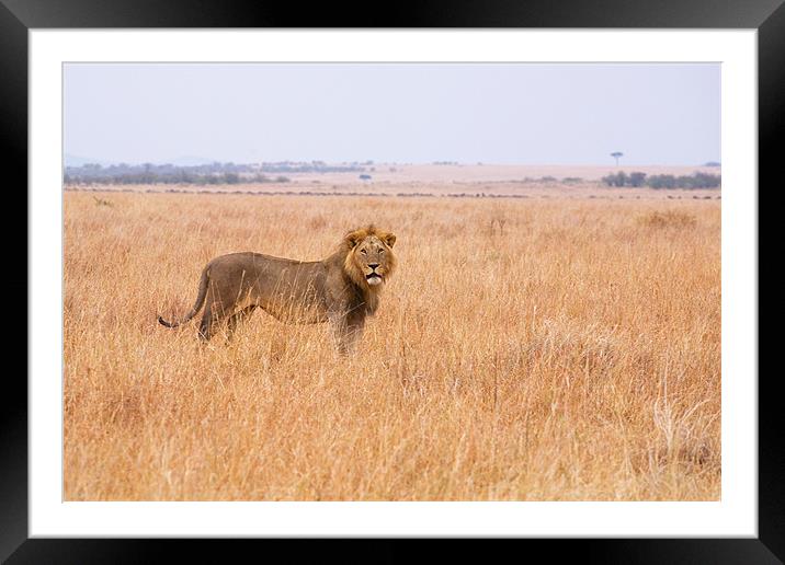 Masai Lion Framed Mounted Print by Malcolm Smith