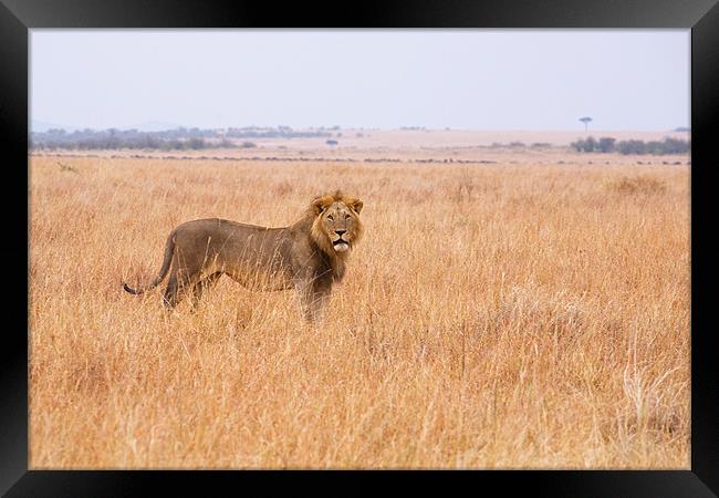 Masai Lion Framed Print by Malcolm Smith