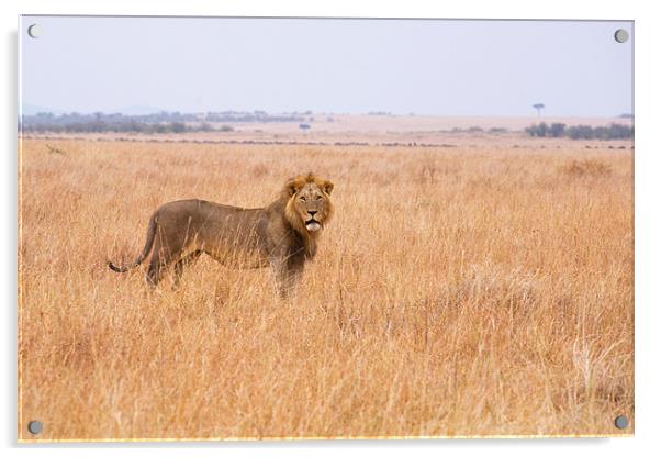 Masai Lion Acrylic by Malcolm Smith