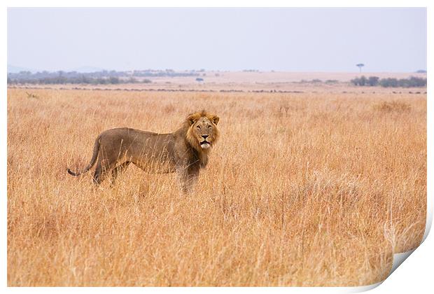 Masai Lion Print by Malcolm Smith