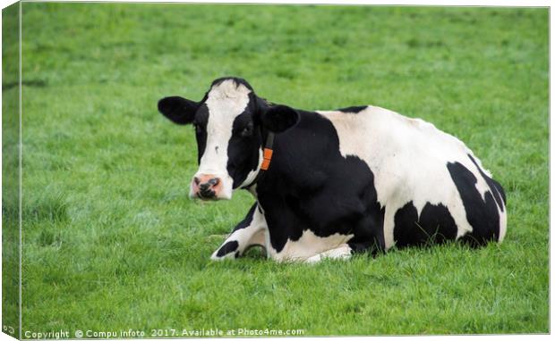 single cow laying down in the grass Canvas Print by Chris Willemsen