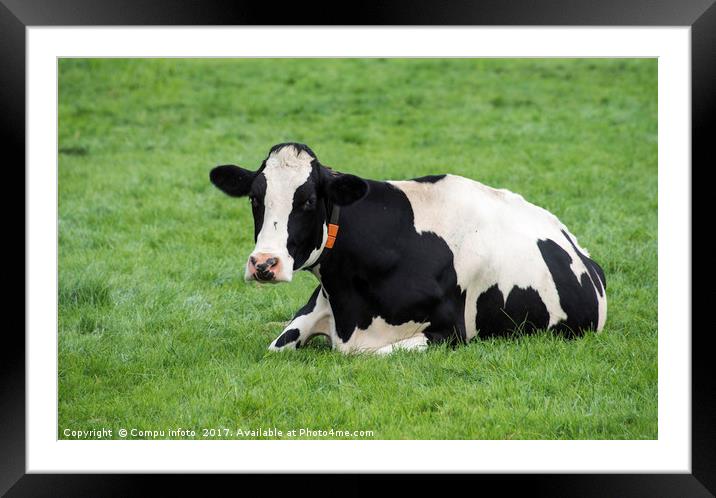 single cow laying down in the grass Framed Mounted Print by Chris Willemsen