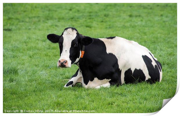 single cow laying down in the grass Print by Chris Willemsen