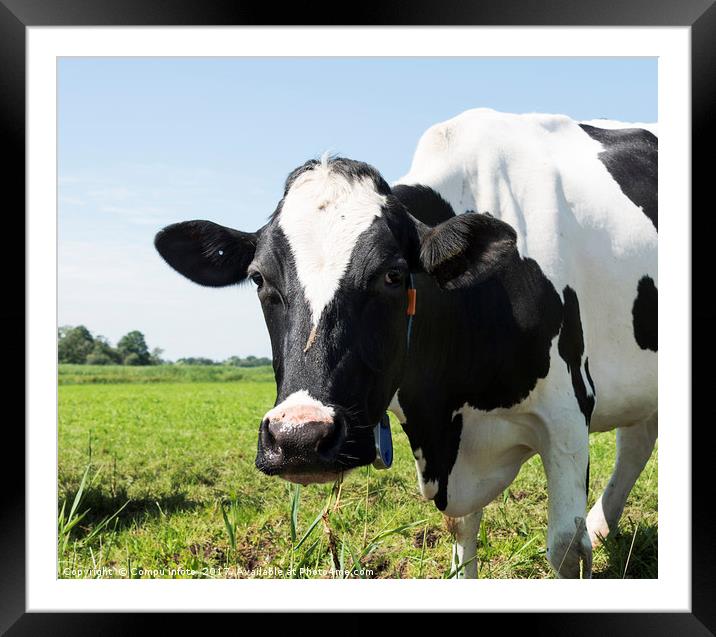 cow looking at camera Framed Mounted Print by Chris Willemsen