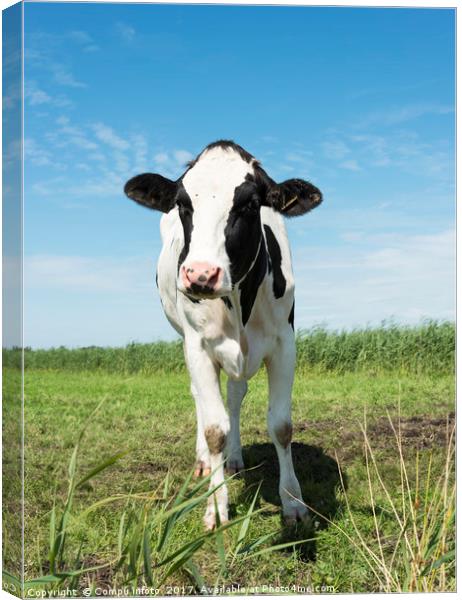 cow looking at camera Canvas Print by Chris Willemsen