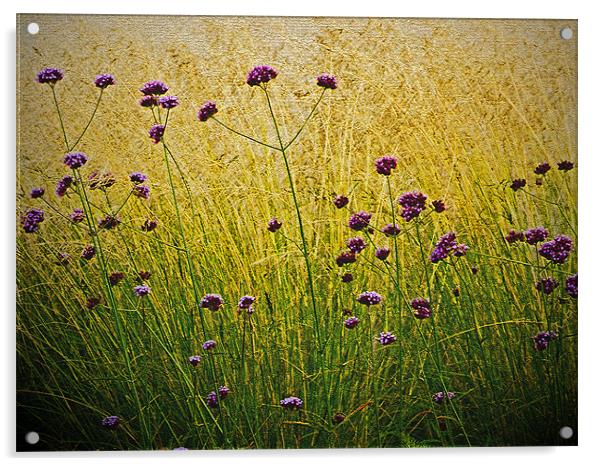 Verbena Flowers Acrylic by Bel Menpes