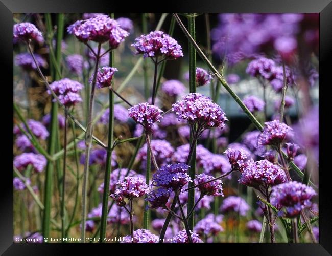       Verbena Bonariensis                          Framed Print by Jane Metters