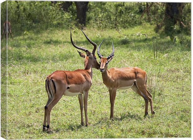 Kiss of the Impala Canvas Print by Malcolm Smith