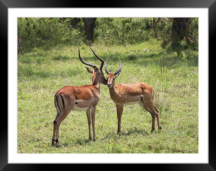 Kiss of the Impala Framed Mounted Print by Malcolm Smith
