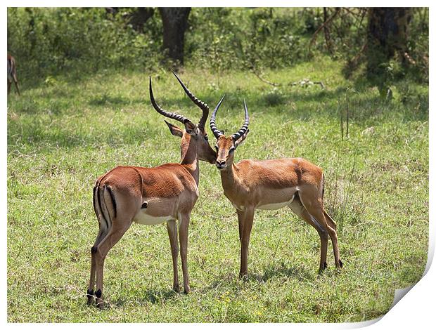 Kiss of the Impala Print by Malcolm Smith