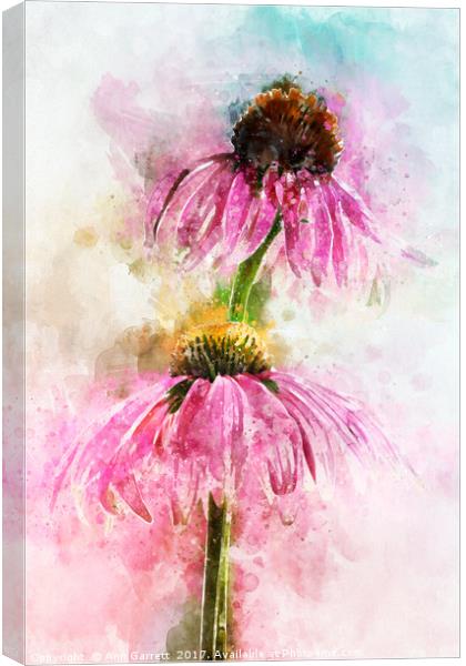 Echinacea Water Splash Canvas Print by Ann Garrett