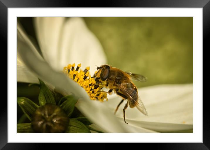 Busy Honeybee Macro Framed Mounted Print by Jacqi Elmslie