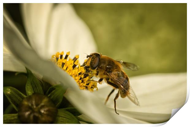 Busy Honeybee Macro Print by Jacqi Elmslie