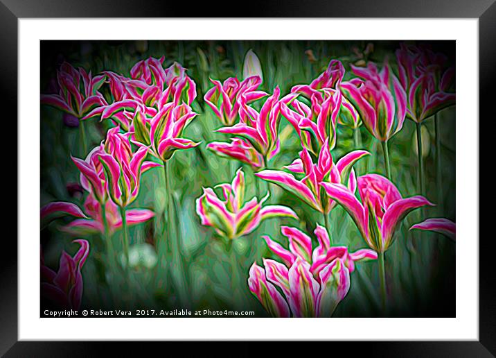 Pink Yellow and Green Tulips in the Spring Framed Mounted Print by Robert M. Vera