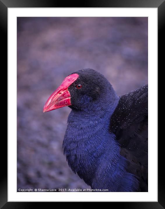 Purple Swamphen Framed Mounted Print by Shanna Love
