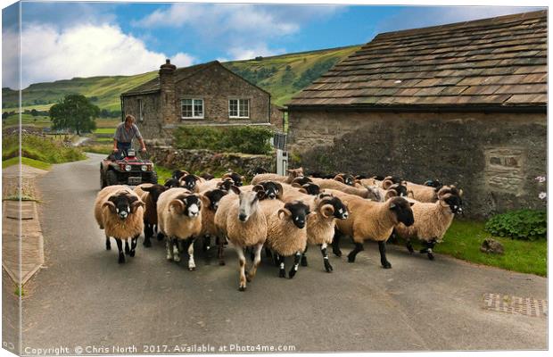 Rush Hour, Starbotton Yorkshire. Canvas Print by Chris North