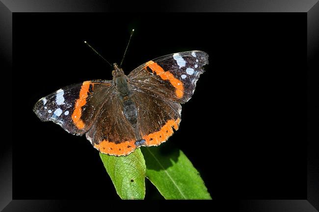 Red Admiral Butterfly Framed Print by Derrick Fox Lomax