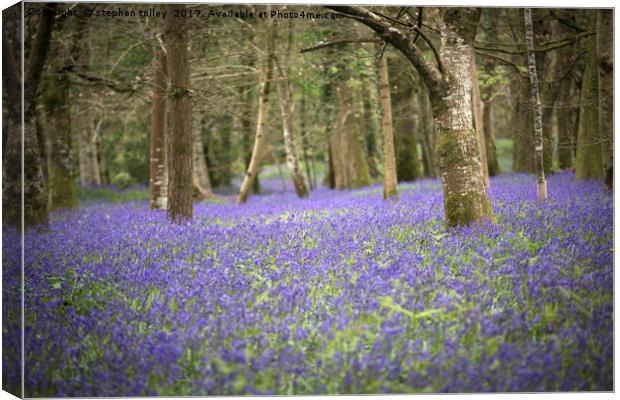 Bluebells at Lanhydrock Canvas Print by stephen tolley