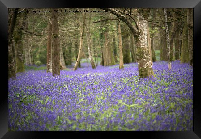 Bluebells at Lanhydrock Framed Print by stephen tolley