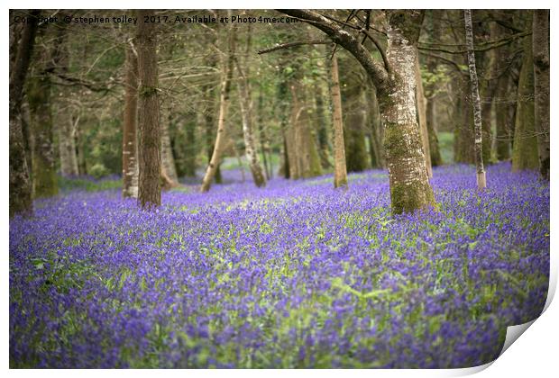 Bluebells at Lanhydrock Print by stephen tolley