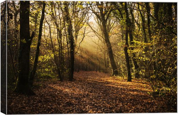 Autumn in the woodland, with leaf covered path and Canvas Print by stephen tolley