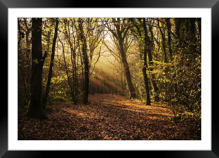 Autumn in the woodland, with leaf covered path and Framed Mounted Print by stephen tolley