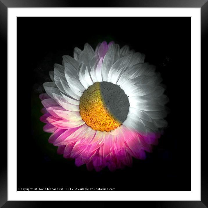 Floral Eclipse Framed Mounted Print by David Mccandlish