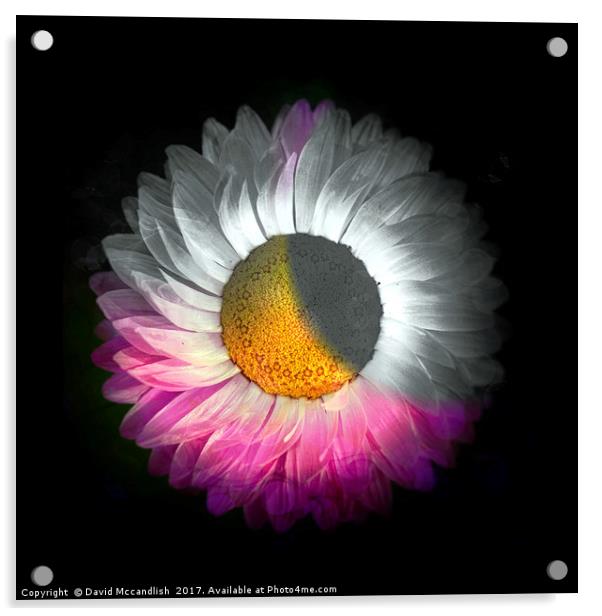 Floral Eclipse Acrylic by David Mccandlish